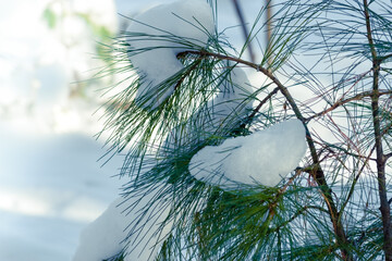Snow covered Eastern White Pine tree in Michigan.