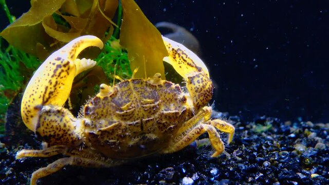 Black Sea, Invasive crab, invader Rhithropanopeus harrisii (Zuiderzee crab, dwarf crab, estuarine mud crab)