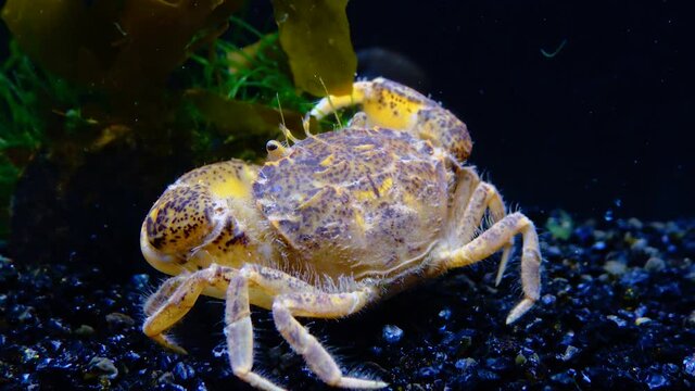 Black Sea, Invasive crab, invader Rhithropanopeus harrisii (Zuiderzee crab, dwarf crab, estuarine mud crab)
