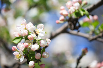 Apple blossoms over blurred nature background. Spring flowers. Spring Background.