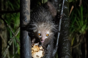 Aye-Aye Lemur. Endemic. Madagascar. Africa