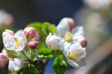 Apple blossoms over blurred nature background. Spring flowers. Spring Background.