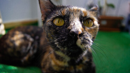 Gata mirando fijamente a la cámara con interés