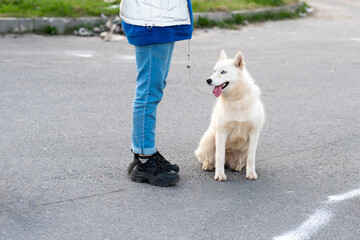 Funny white husky, next to the owner.