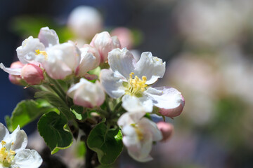 Apple blossoms over blurred nature background. Spring flowers. Spring Background.
