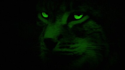 Nightvision View Of Lynx Wild Cat With Glowing Eyes - Powered by Adobe