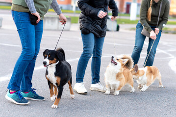 Welsh corgi pembroke on a walk