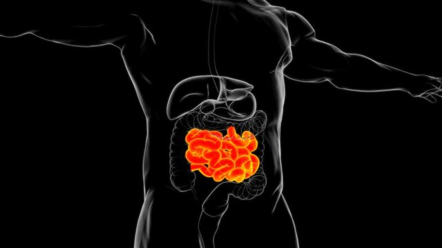 Human Small Intestine Anatomy For Medical Concept