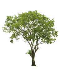 Obraz premium tree side view isolated on white background for landscape and architecture layout drawing, elements for environment and garden