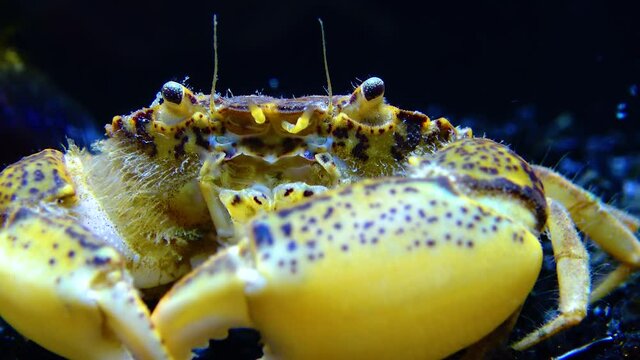 Black Sea, Invasive crab, invader Rhithropanopeus harrisii (Zuiderzee crab, dwarf crab, estuarine mud crab)