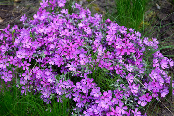 Obraz premium Sedum plant with pink flowers grows in the garden with decorative grasses and perennial plants