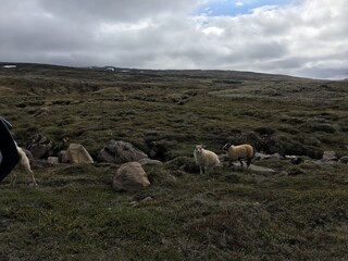 Obraz premium sheep in the mountains