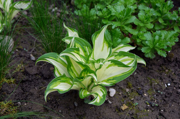 Hosta leaves. Hosta plant in the perennial garden