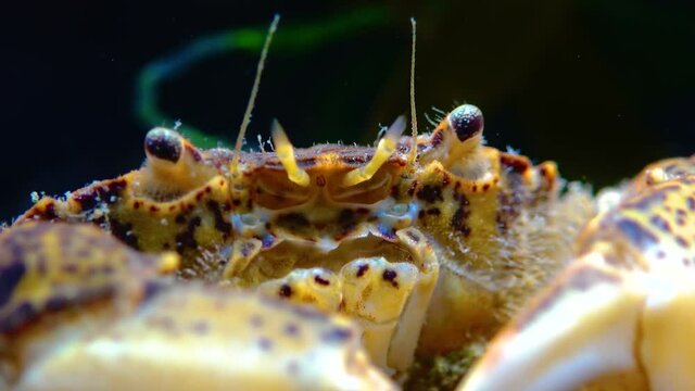 Black Sea, Invasive crab, invader Rhithropanopeus harrisii (Zuiderzee crab, dwarf crab, estuarine mud crab)