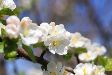 Fototapeta premium Apple blossoms over blurred nature background. Spring flowers. Spring Background.