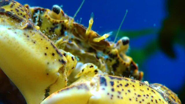 Black Sea, Invasive crab, invader Rhithropanopeus harrisii (Zuiderzee crab, dwarf crab, estuarine mud crab)