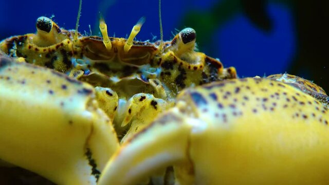 Black Sea, Invasive crab, invader Rhithropanopeus harrisii (Zuiderzee crab, dwarf crab, estuarine mud crab)