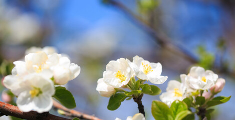 Apple blossoms over blurred nature background. Spring flowers. Spring Background.