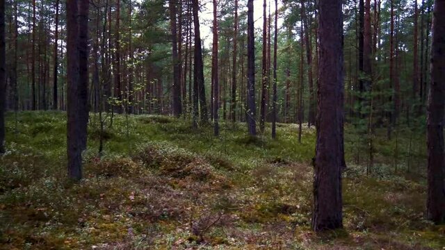 
a walk in a pine forest in Latvia on a cool but sunny day