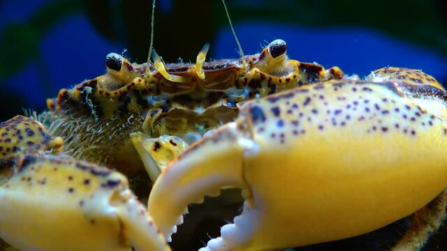 Black Sea, Invasive crab, invader Rhithropanopeus harrisii (Zuiderzee crab, dwarf crab, estuarine mud crab)