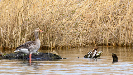 Greylag goose or graylag goose (Anser anser) resting on the side of the forest lake.