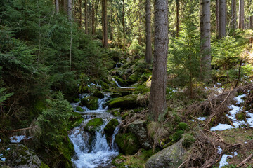Naklejka na ściany i meble Stream in the pine forest on Black Forest mountain.