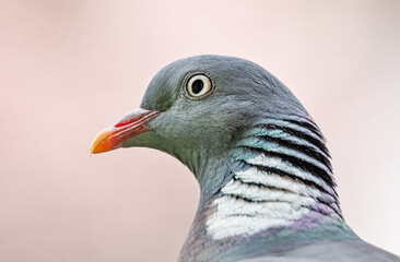 Ringeltaube Porträt