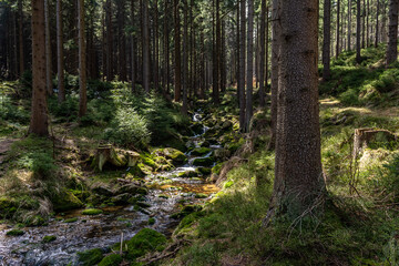 Fototapeta premium Stream in the pine forest on Black Forest mountain.
