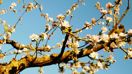 Apfelblüte vom Brettacher