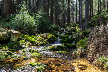 Stream in the pine forest on Black Forest mountain.