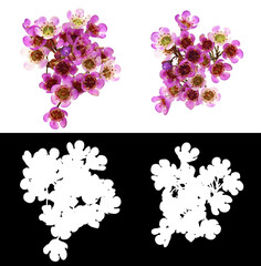 Set of pink chamelaucium flowers and negative mask
