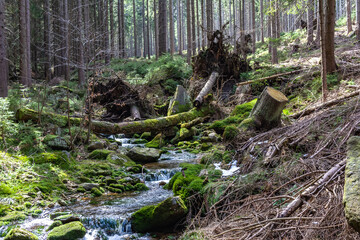 Stream in the pine forest on Black Forest mountain.