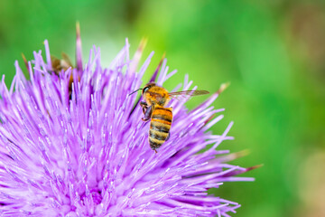 Close Up  beautiful  Bee macro  on flower in green nature 