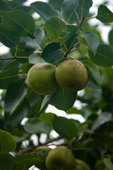 Two Pears in a Pear Tree