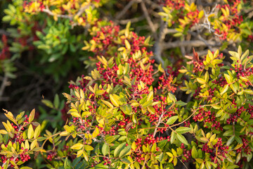 Mediterranean vegetation in the summer season, Paros Island, Greece.