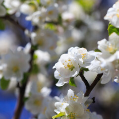 Apple blossoms over blurred nature background. Spring flowers. Spring Background.