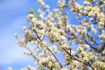 Apple blossoms over blurred nature background. Spring flowers. Spring Background.