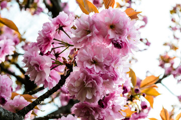 Branch of Prunus serrulata or Japanese cherry.