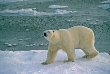 Large male polar bear at sea edge