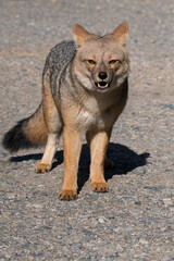 Beautiful gray fox walking fearlessly through the forest. Bariloche, Patagonia, Argentina.