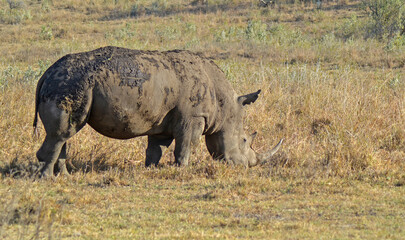 Black rhinoceros grazing