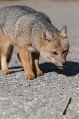 Beautiful gray fox walking fearlessly through the forest. Bariloche, Patagonia, Argentina.