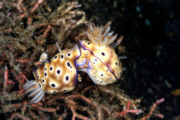 The beautiful colors of nudibranches
