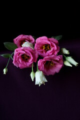 Beautiful pink and white flowers - eustoma, lisianthus or prairie gentian	