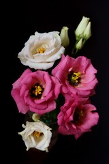 Obraz na płótnie Canvas Beautiful pink and white flowers - eustoma, lisianthus or prairie gentian 