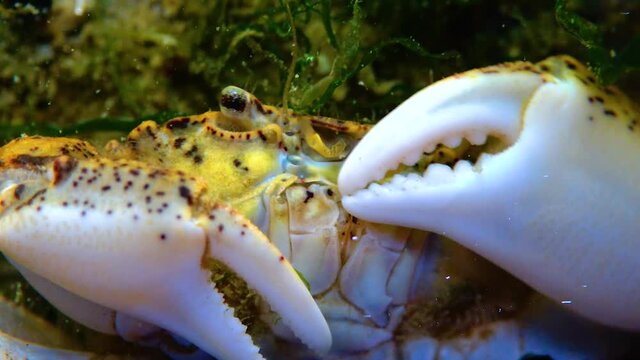 Black Sea, Invasive crab, invader Rhithropanopeus harrisii (Zuiderzee crab, dwarf crab, estuarine mud crab)