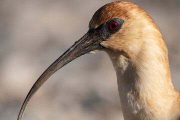 Close-up of Bandurria looking at the camera while walking relaxed along the shore of the lake.
