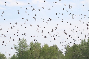 Colony of swallows in flight, Sand Martin breeding, flock of birds, riparia riparia  