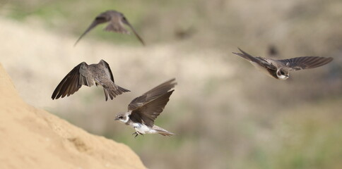 Swallow Sand Martin background, riparia riparia