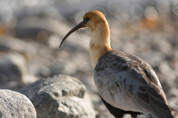 Bandurria looking for food totally relaxed.